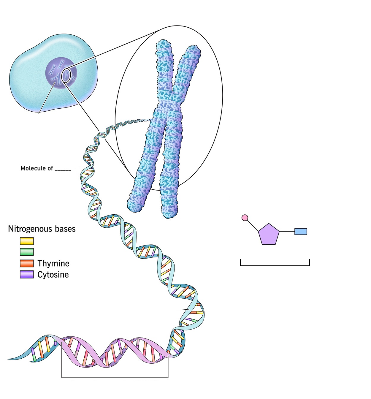 DNA Structure Diagram